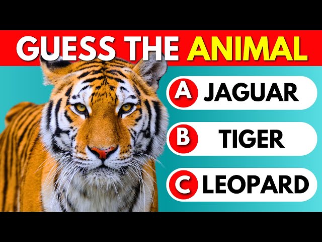 Guess The Animal Quiz | 50 Animals