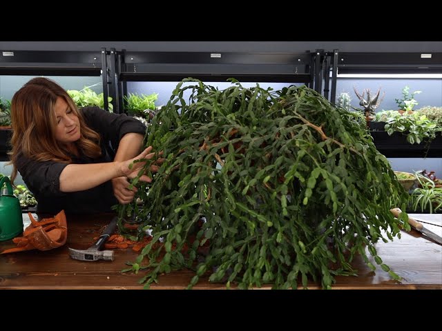 Repotting a 200 Year Old Christmas Cactus! 😱🌵😍 // Garden Answer
