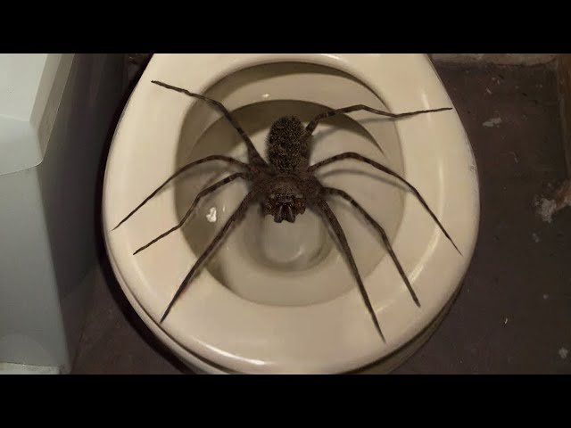 10 Biggest Spiders On Planet Earth