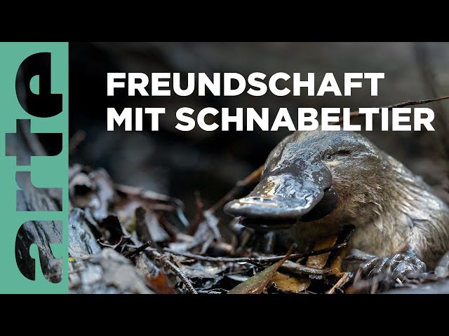 Der Schnabeltier-Schutzengel Reupload | ARTE Family