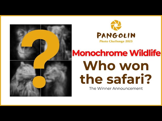 Monochrome Pangolin Photo Challenge Winners