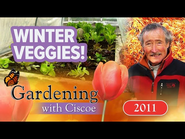 WINTER VEGGIES! Keep Your Garden Growing in Cold Weather! | Gardening With Ciscoe | Full Episode