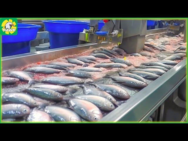 Tilapia Farm - How Farmers Harvest Tilapia - Automatic Fish Processing Factory