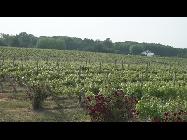Lack of rainfall across Northeast Ohio helps local vineyards