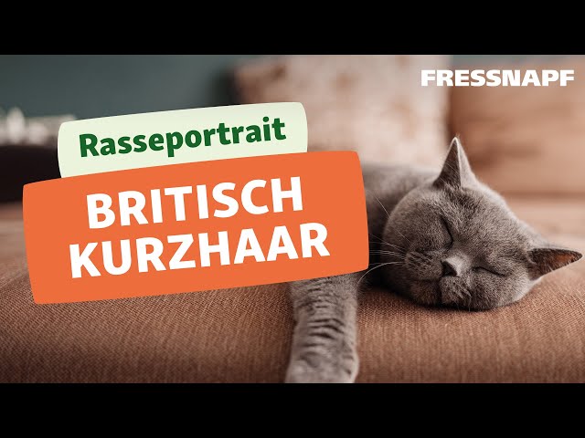 Alles zur Britisch Kurzhaar Katze I Rasseportrait I FRESSNAPF