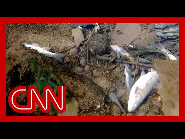 Thousands of fish died after toxic train wreck. What it means for humans