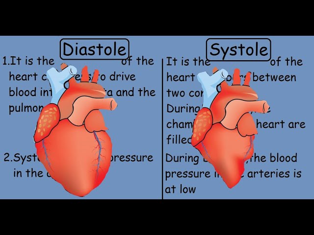 Diastole vs Systole | Human Heart |