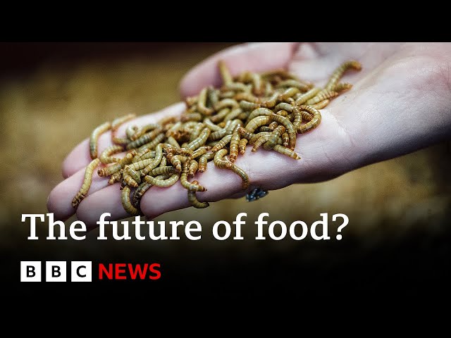 How the food we eat impacts the planet | Future Earth | BBC News