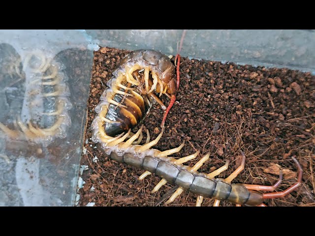 Yumi Centipede eating Timelapse