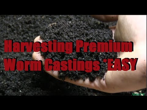 All about worm composting (Vermicomposting)