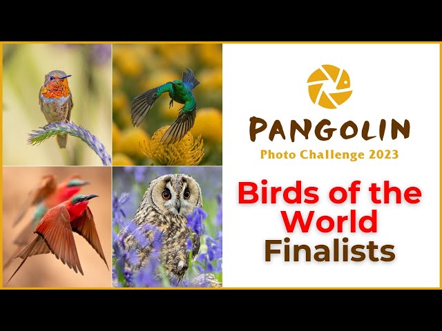 Bird Photography Competition Finalists