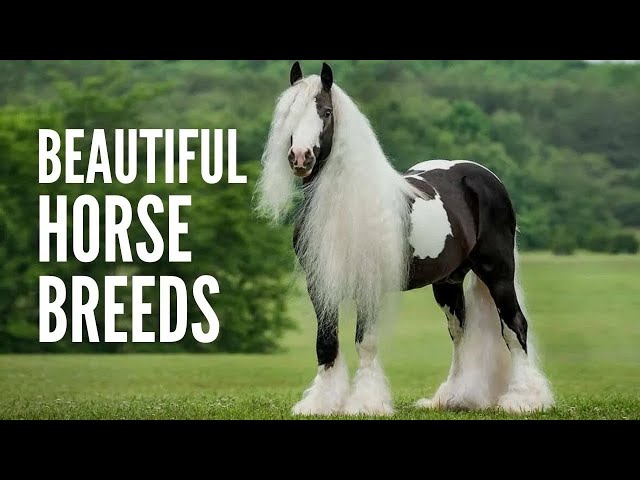 The 20 Most Beautiful Horse Breeds in the World
