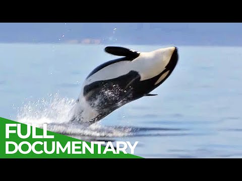 Damned to Extincton - The Fight to Save Cascadia's Orcas | Free Documentary Nature