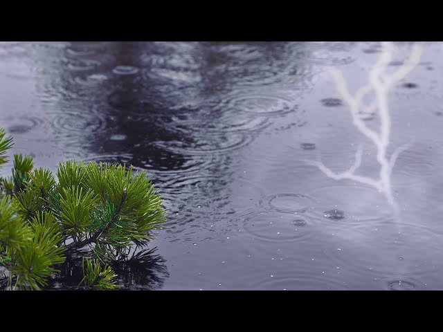 Rain Falling on Pond with Rolling Thunder | Natural White Noise for Relaxation and Sleep
