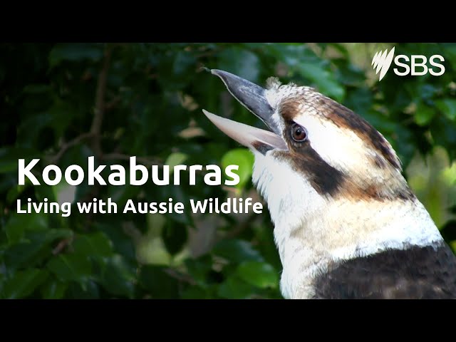 Kookaburras | Living with Aussie Wildlife | Learn English