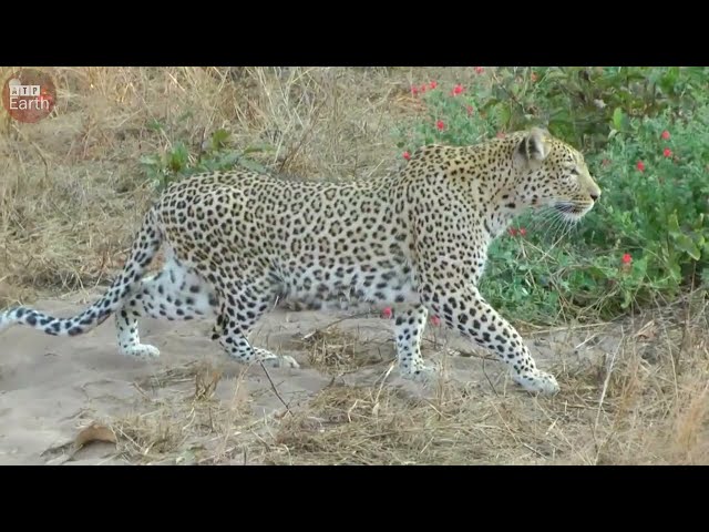 Final Battle of Leopard vs Warthog - What Happen Next in Nature?