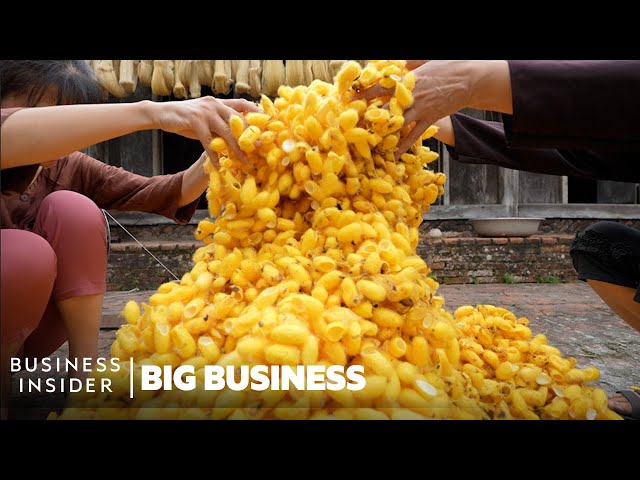 How Mountains Of Worm Cocoons Are Turned Into Expensive Silk In Vietnam | Big Business