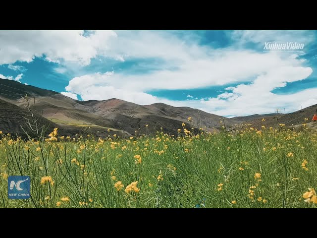 Yak Video | Modern farming benefits farmers in Tibet's Bailang
