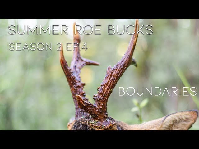 Stalking Roe deer in France: Season 2 Ep.4 - Boundaries