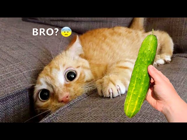 Funniest Animals 2023 😂😂 New Funny Cats and Dogs 😻🐶 Part 8