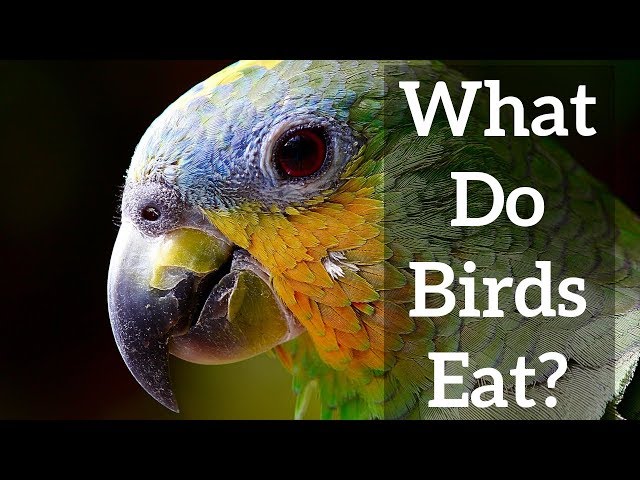 Bird Beaks - What do Birds Eat?