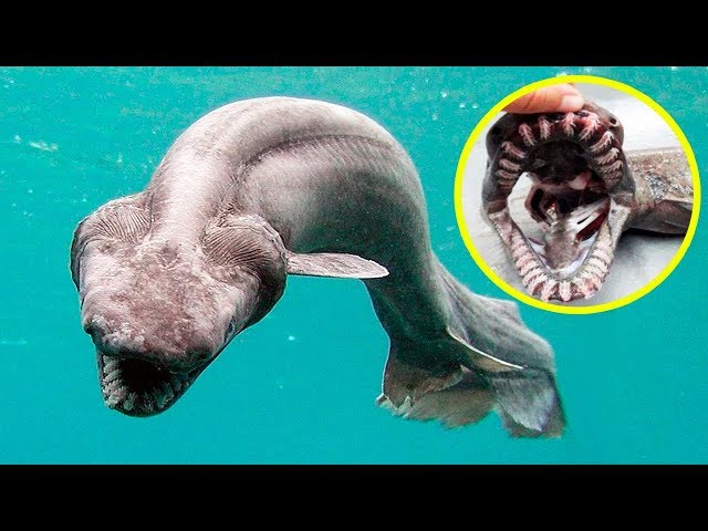 THE RAREST SHARKS In The World