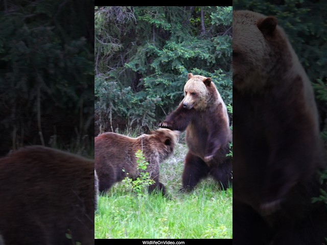 Grizzly Siblings Show off for their New Female Friend