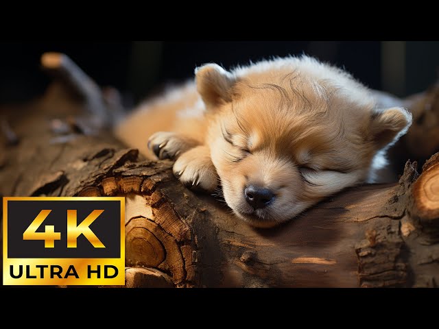 Baby Animals 4K ~ Soothing Music For Nerves, Healing Stress, Anxiety, and Depression