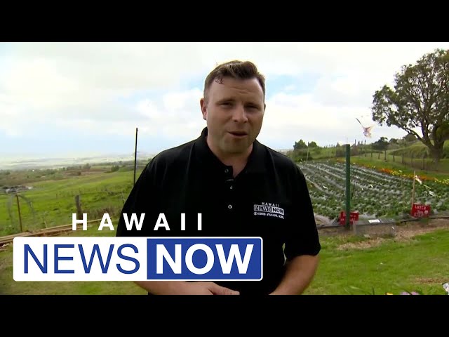 Businesses in Upcountry Maui share how locals are helping keep them stay afloat after wildfires