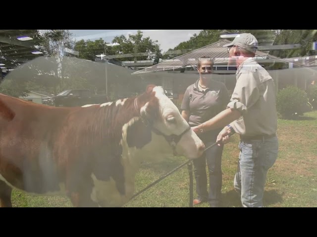 Ranger Nick: Livestock Competitions Growing
