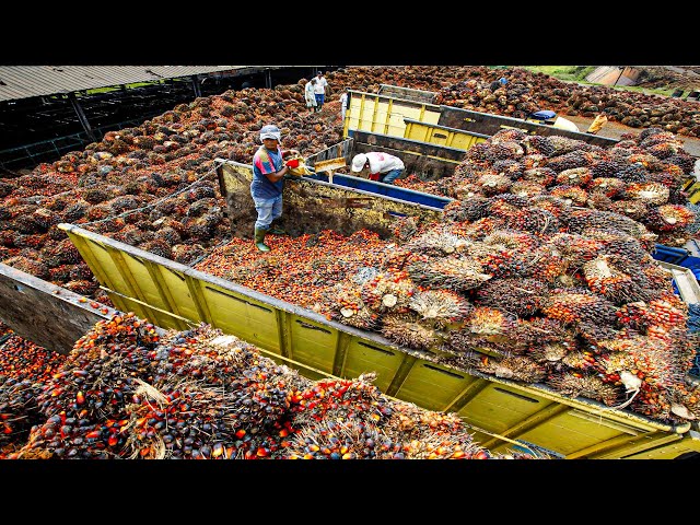 Palm Oil Making Process | Modern Oil Palm Harvesting Process | How Palm Oil Is Made In Factory