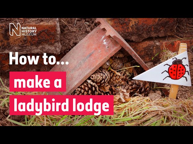 How to make a ladybird lodge | Natural History Museum