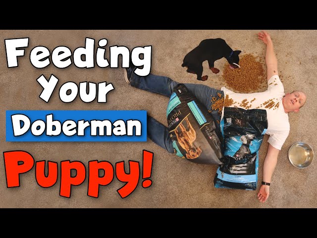 What to Feed a Doberman Puppy—and How to Do It RIGHT