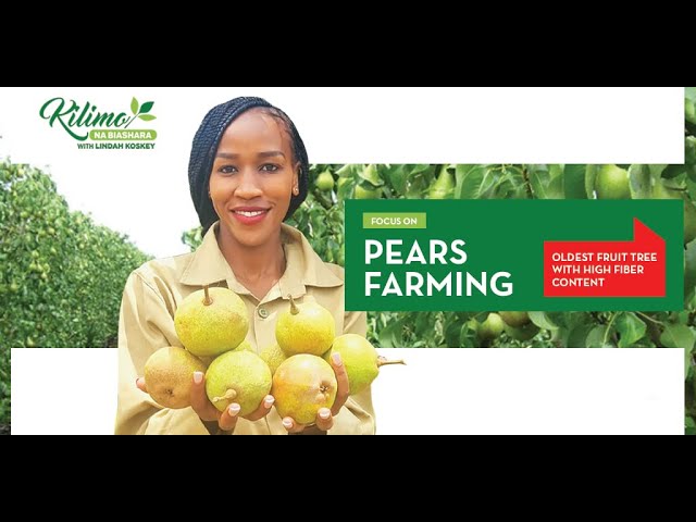 Focus on Pear Farming | Kilimo na Biashara