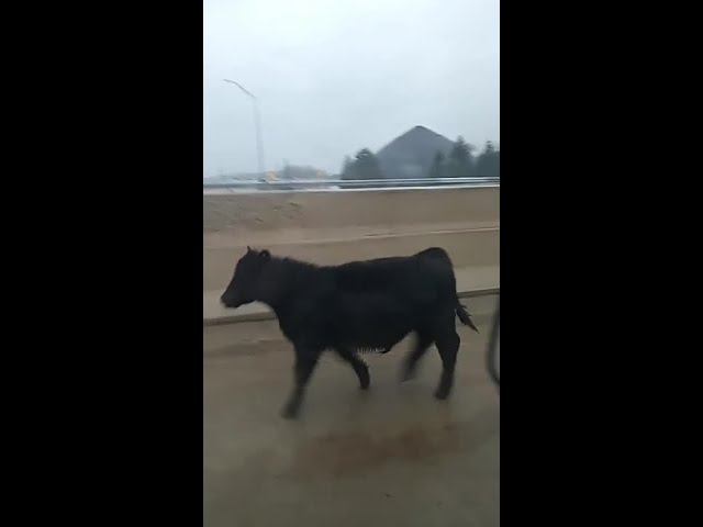 Cow loose on US-131, Courtesy: Gary Andrew