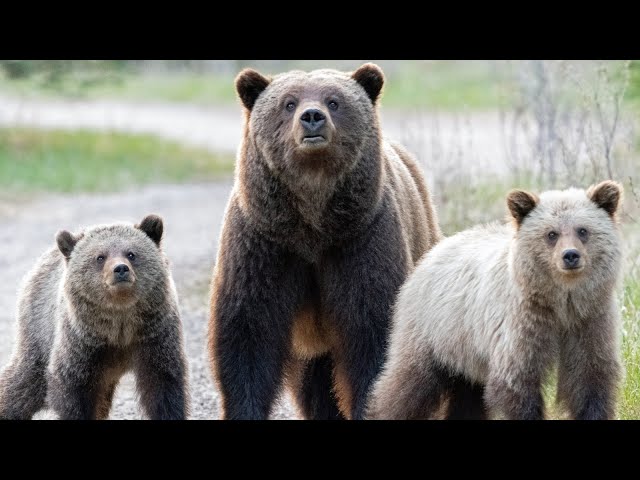 Grizzly Mum with Yearlings in a Grizzly Maze Cooling off in the Athabasca River