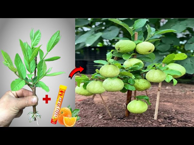 How to propagate guava trees at home in a highly effective and inexpensive way#plant #guava
