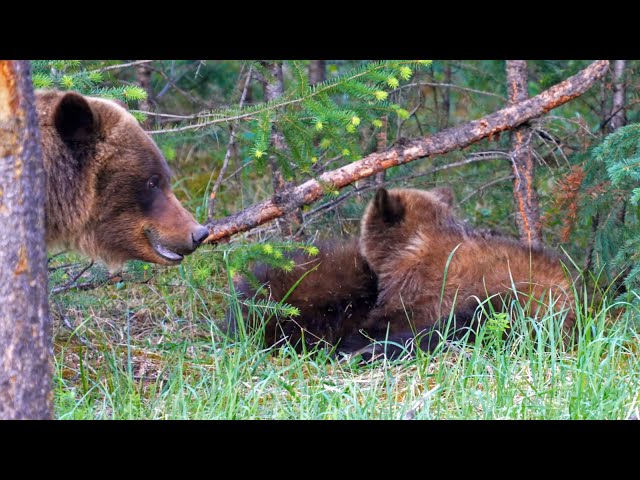 Great to See Grizzly Mum and Playful Yearlings Doing Well into Year 2