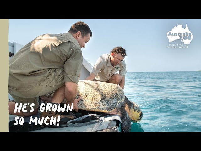 A remarkable transformation for Captain Pete! | Wildlife Warriors Missions