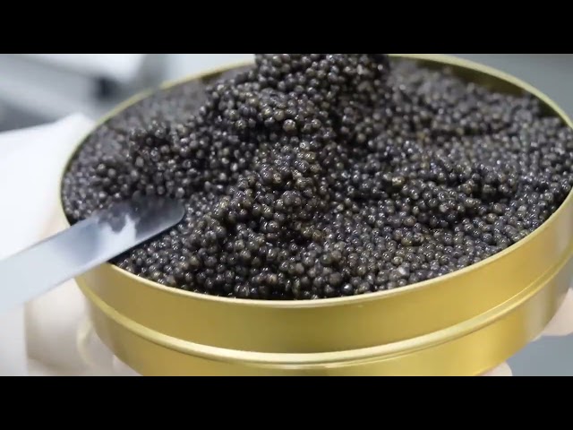 How Sturgeon Caviar are Made in Factories | HOW IT'S MADE