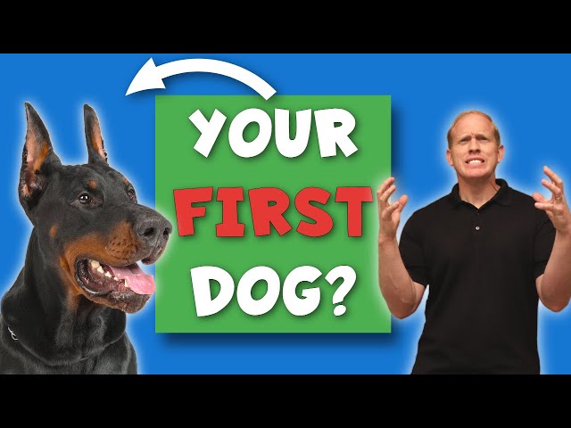 Doberman 101: Why First Time Owners FAIL