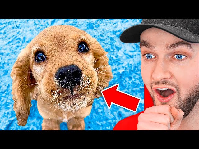 World’s *HARDEST* Try Not To Say AWW Challenge!