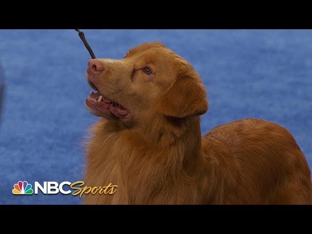 National Dog Show 2023: Sporting Group (Full Judging) | NBC Sports
