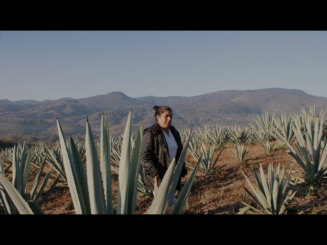 This Week on Americas Now: Women Making History on the Mezcal World