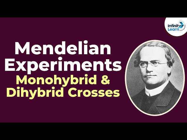 Genetics - Mendelian Experiments - Monohybrid and Dihybrid Crosses - Lesson 3 | Don't Memorise