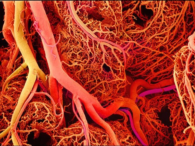 Anatomy and Physiology of Blood Vessels