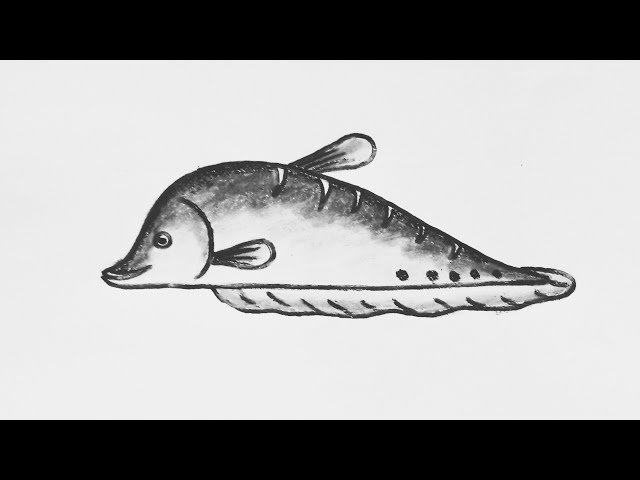 Easy Cital Fish Drawing Step By Step.(চিতল মাছ অংকন)