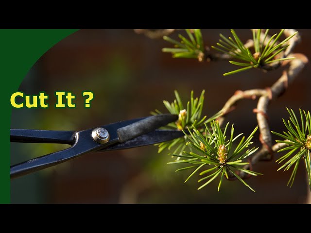 Pruning Pine Bonsai (Buds, Candles and Branches)