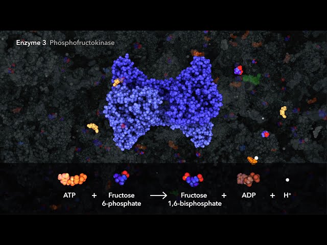 "Glycolysis – Education edit" (2021) by wehi.tv and HHMI Biointeractive.org