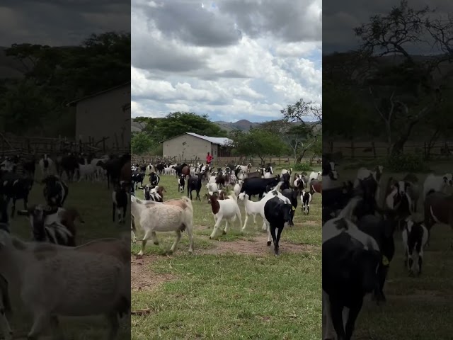 Hundreds of Local Goats Returning from their Grazing grounds